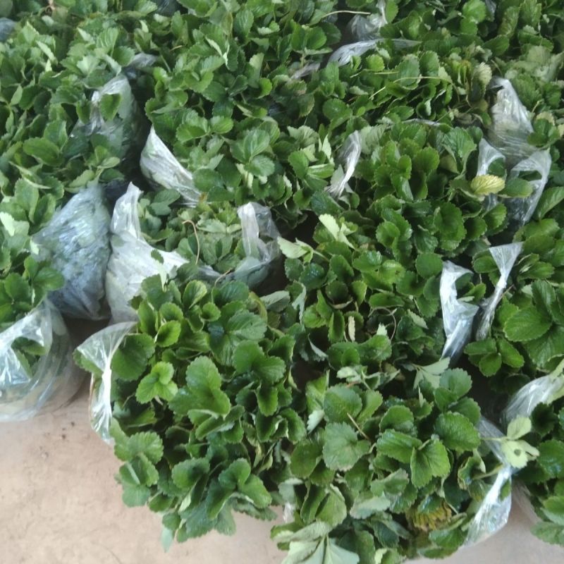 建德白露草莓苗草莓秧苗黑珍珠草莓高产章姬粉玉各种草莓苗