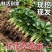 建德白露草莓苗草莓秧苗黑珍珠草莓高产章姬粉玉各种草莓苗