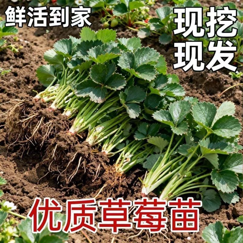 建德白露草莓苗草莓秧苗黑珍珠草莓高产章姬粉玉各种草莓苗