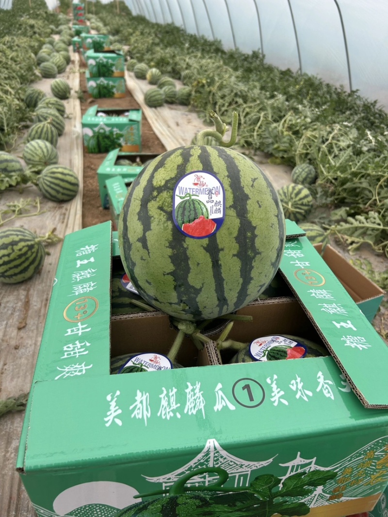西瓜美都西瓜皮薄多汁现摘现发产地直供一手货源