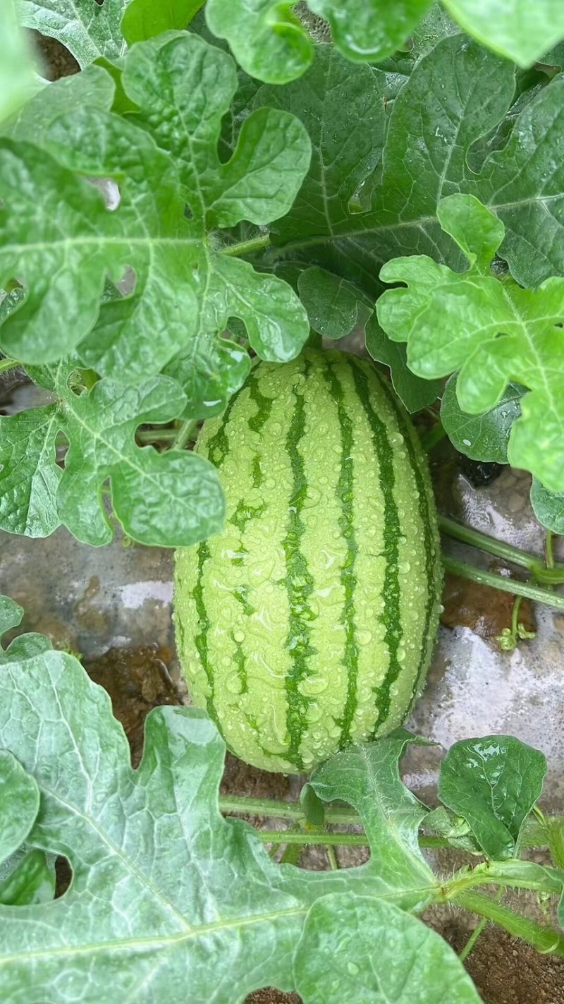 西瓜宁夏硒砂瓜瓜皮薄多汁现摘现发欢迎来电