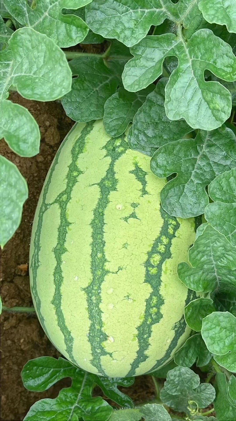 西瓜宁夏硒砂瓜瓜皮薄多汁现摘现发欢迎来电