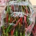 3号泡椒