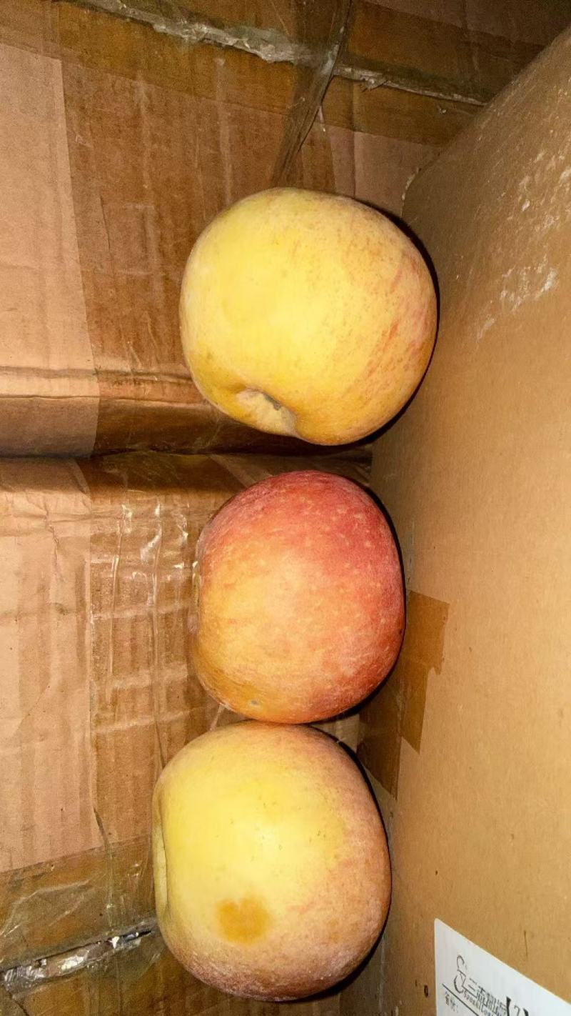 山东精品红富士。