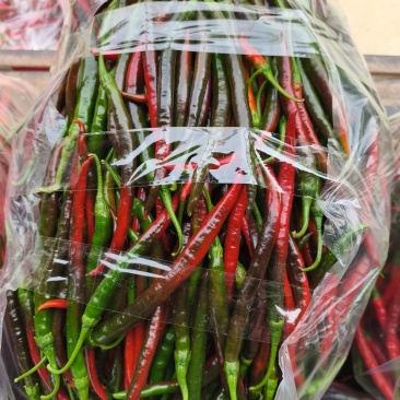 3号泡椒