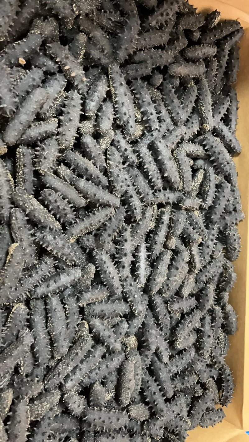 淡干海参，辽参，刺参即食海参电商团购供应链