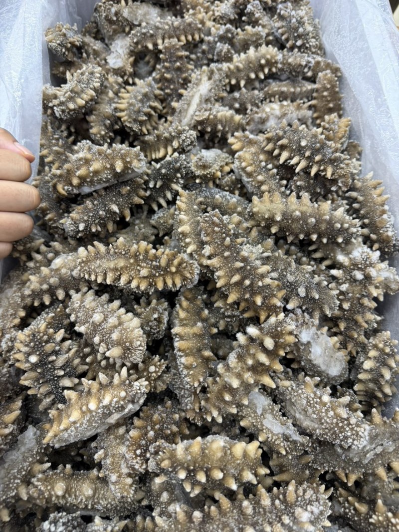 爆刺鲜食即食辽参，口感到顶电商酒店实体供应链欢迎合作洽谈