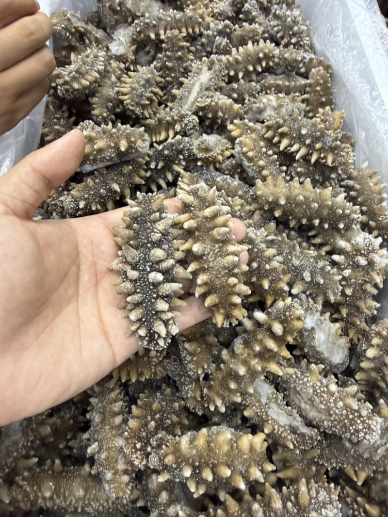 爆刺鲜食即食辽参，口感到顶电商酒店实体供应链欢迎合作洽谈