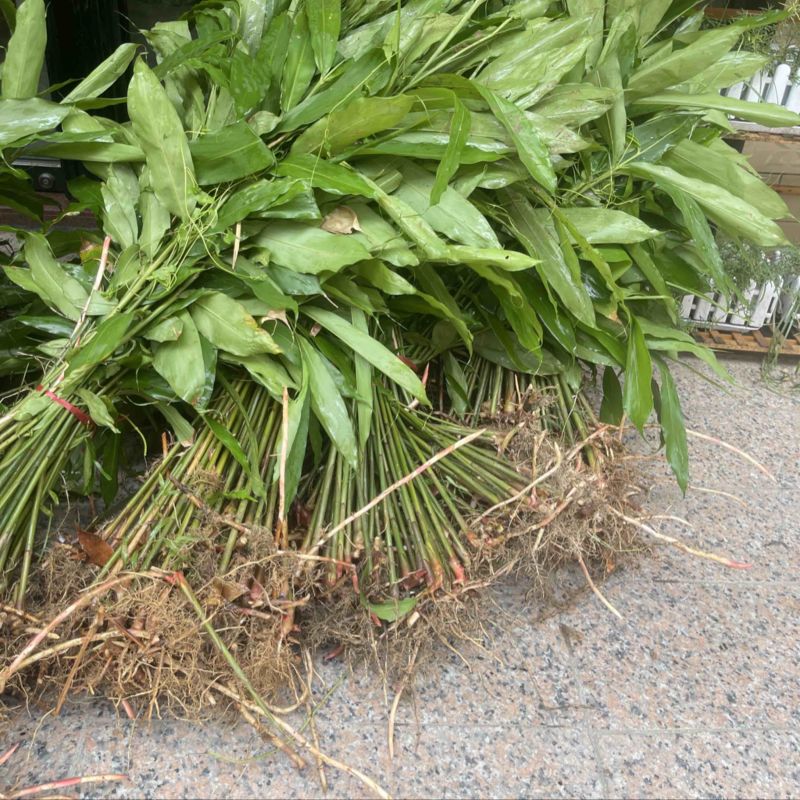 春砂仁苗正宗阳春黄苗仔2000棵