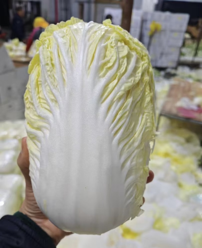 产地精品黄心大小娃娃菜，毛菜，精包装，根据客户需要发货