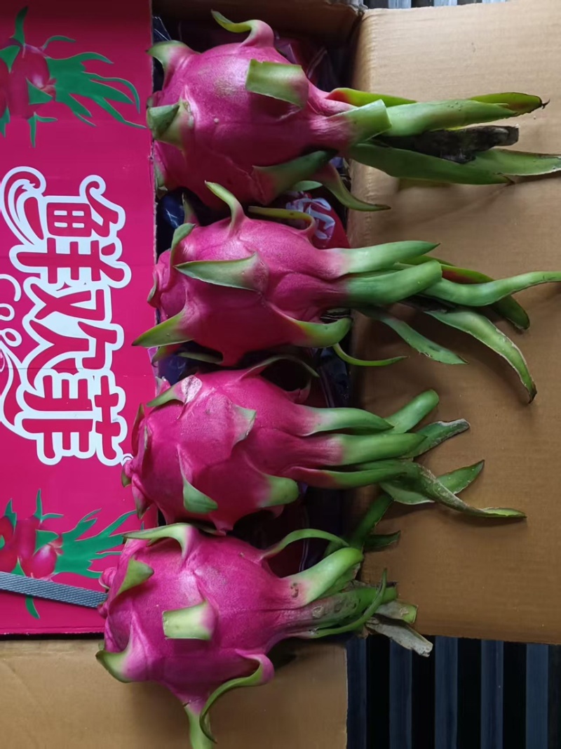 鲜欢菲牌越南白心火龙果