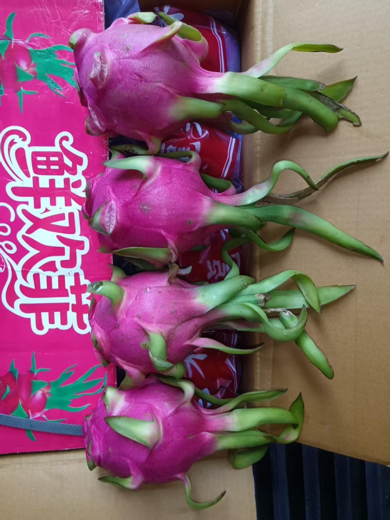 鲜欢菲牌越南白心火龙果