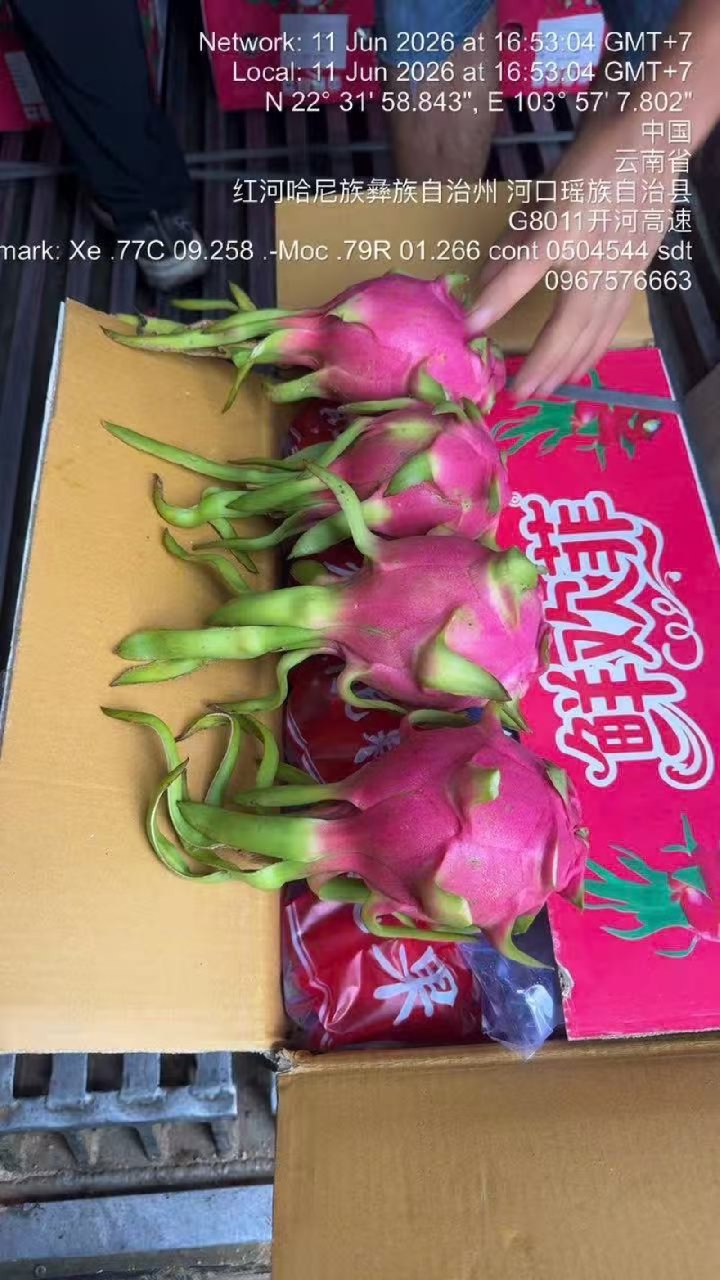 鲜欢菲牌越南白心火龙果