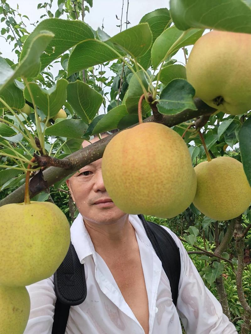 山西运城霞红梨，量大需要的老板联系