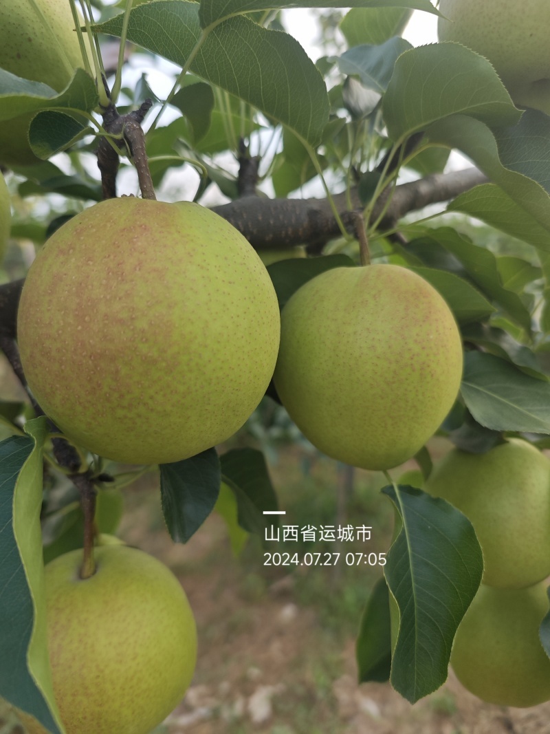 山西运城霞红梨，量大需要的老板联系