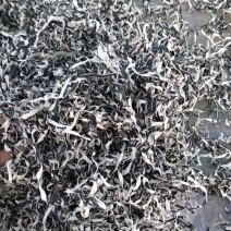 头茬木耳丝大量上市欢迎各位老板来电咨询价格可谈
