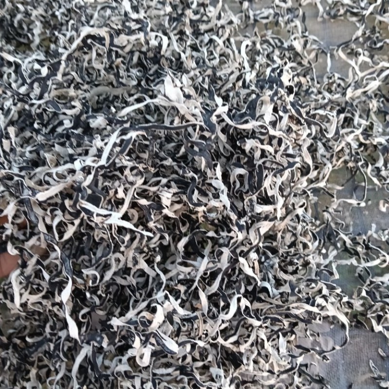 头茬木耳丝大量上市欢迎各位老板来电咨询价格可谈