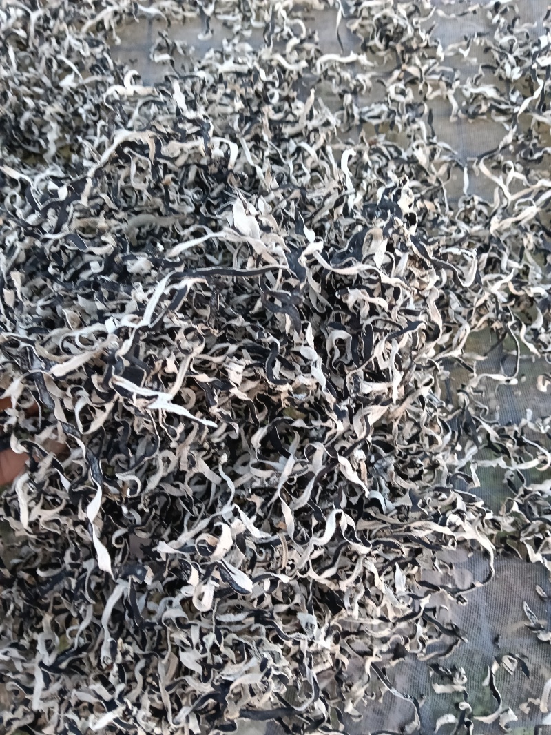 头茬木耳丝大量上市欢迎各位老板来电咨询价格可谈