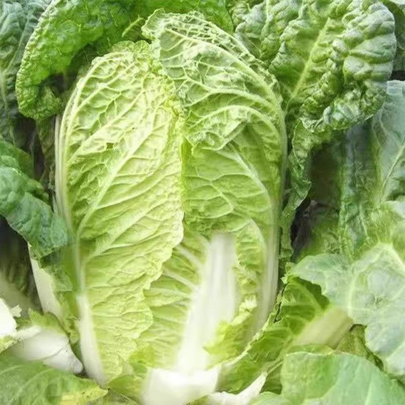 精品黄心大白菜，一手货源，全国供应，对接各大批发市场
