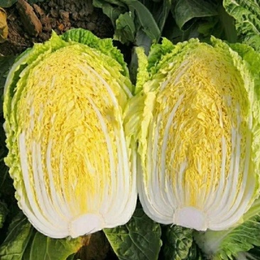 河北黄心白菜大量上市，产地直发，保质保量，可视频看货
