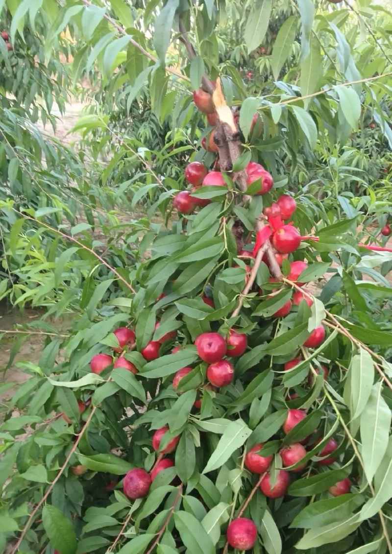 珍珠枣油桃8号，1号