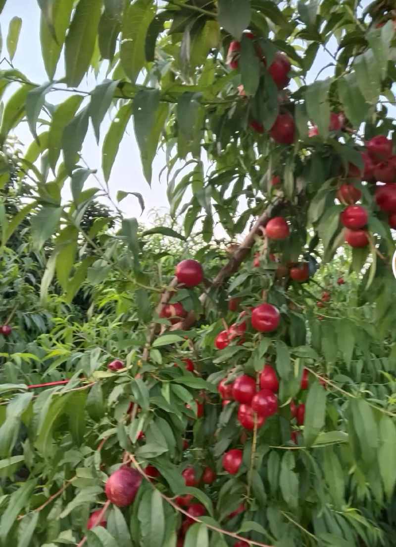 珍珠枣油桃8号，1号