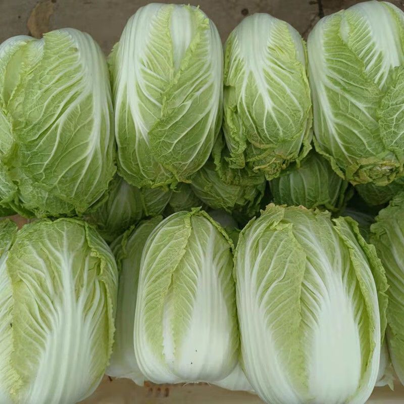 河北黄心白菜大量上市，产地直发，保质保量，可视频看货