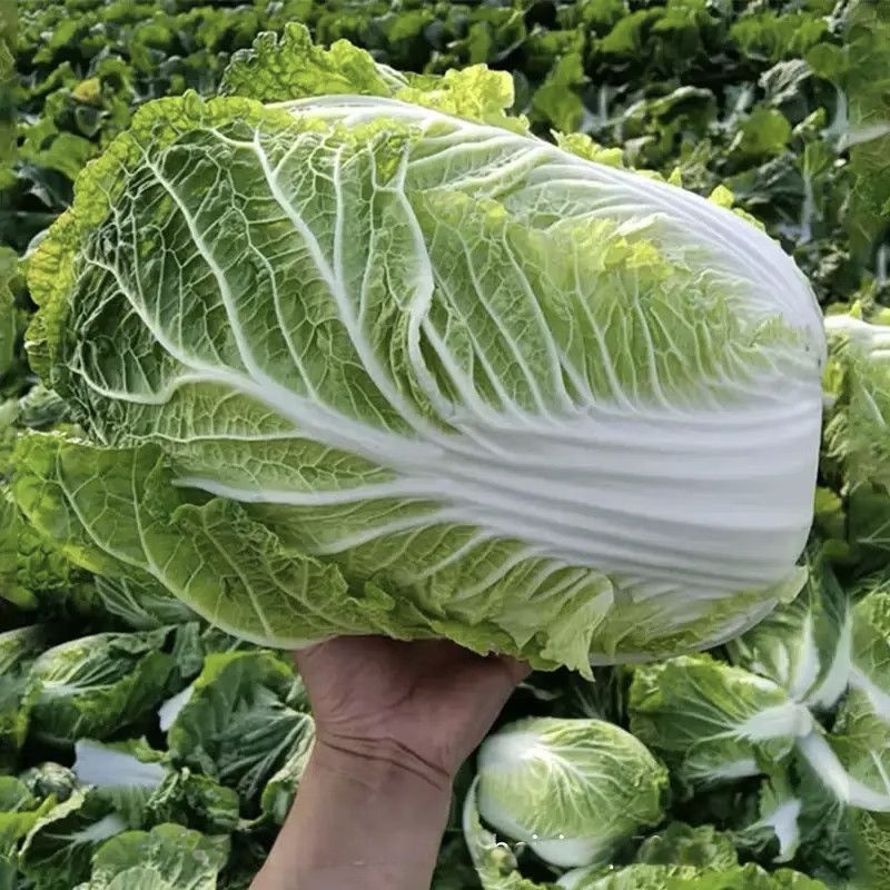 河北黄心白菜大量上市，产地直发，保质保量，可视频看货