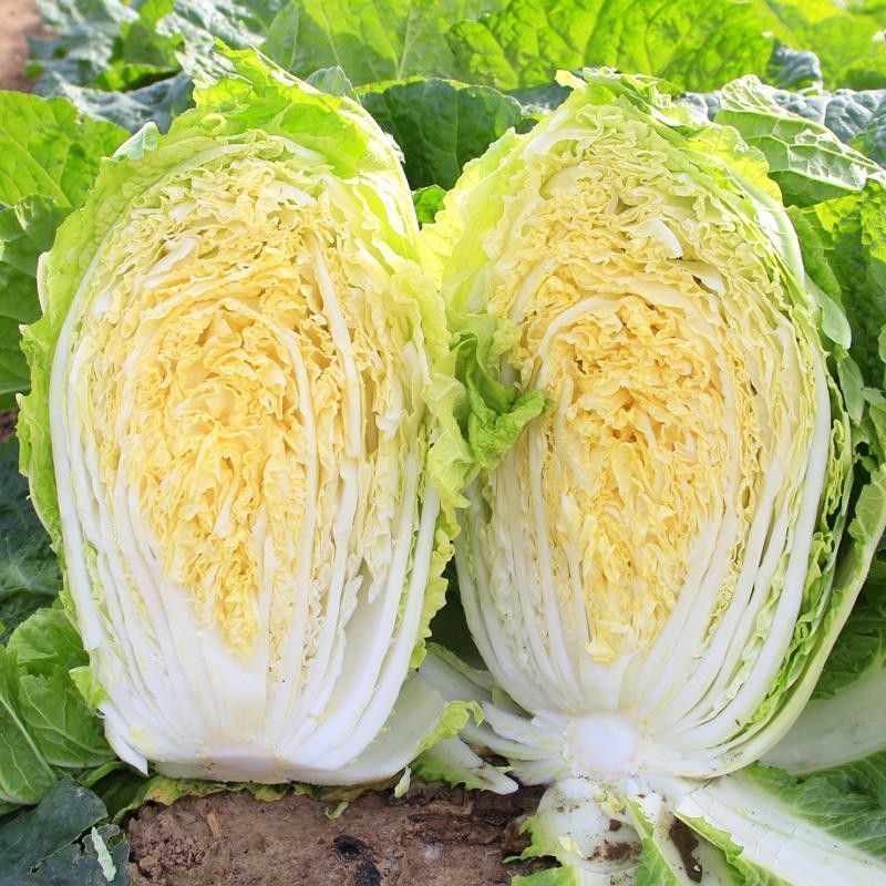河北黄心白菜大量上市，产地直发，保质保量，可视频看货