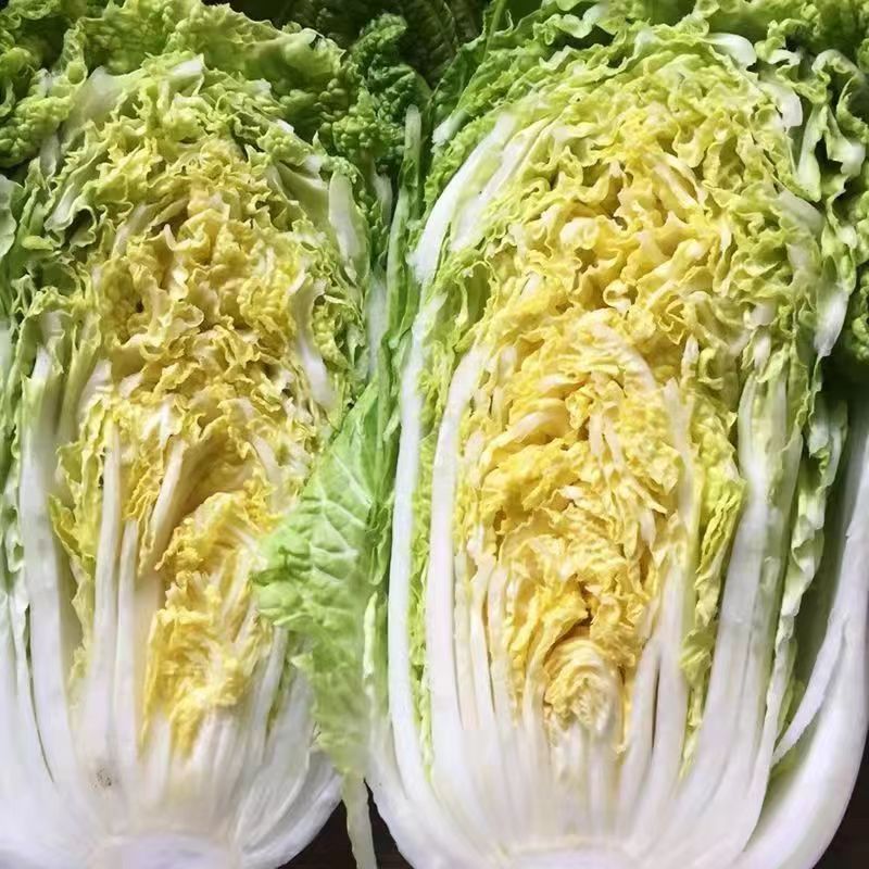 河北黄心白菜大量上市，产地直发，保质保量，可视频看货