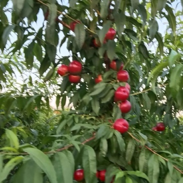 珍珠枣油桃8号