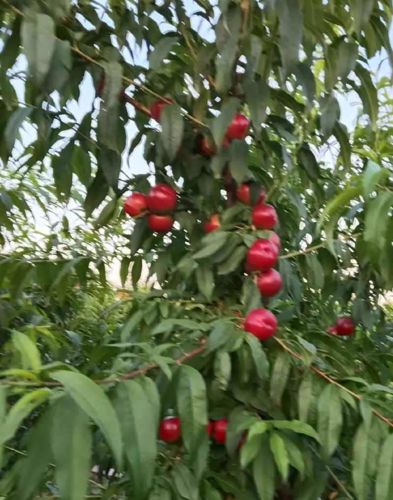珍珠枣油桃8号
