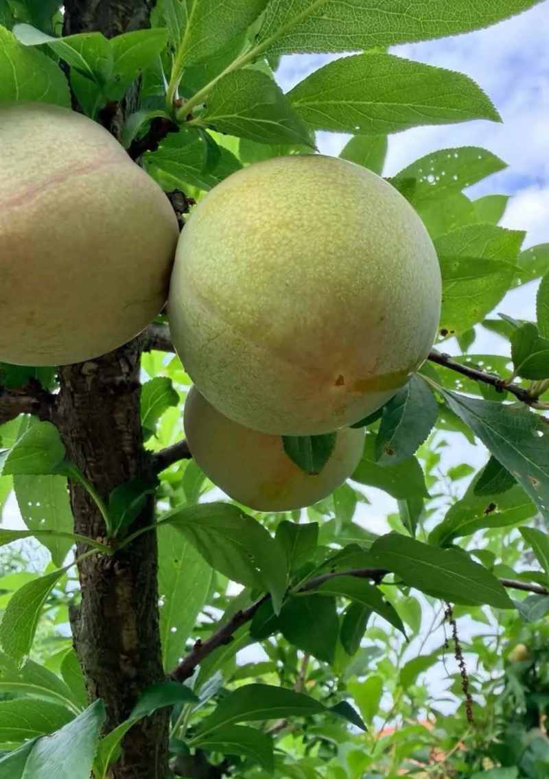 味帝李