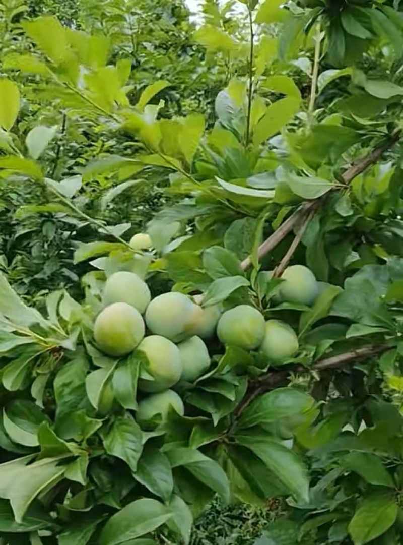 味帝李