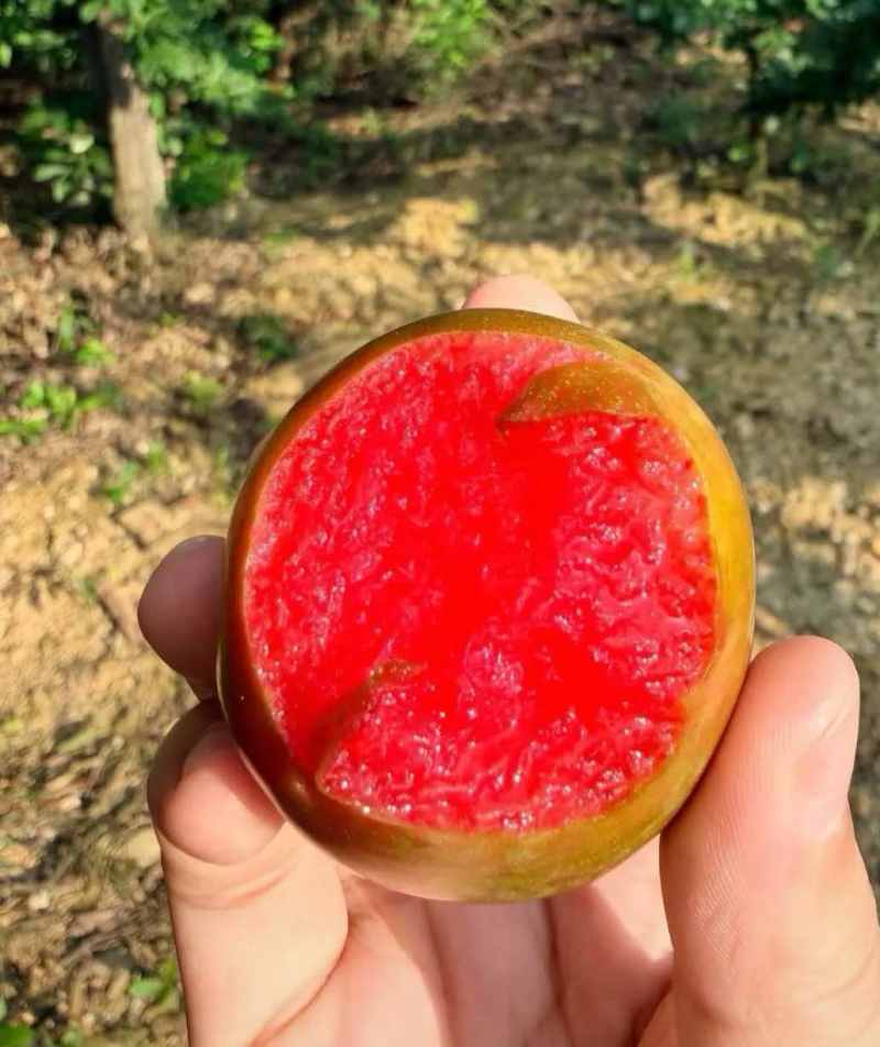 味帝李