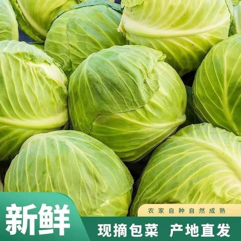 精品甘蓝圆包菜，基地直发，量大从优，品质保证，欢迎来电