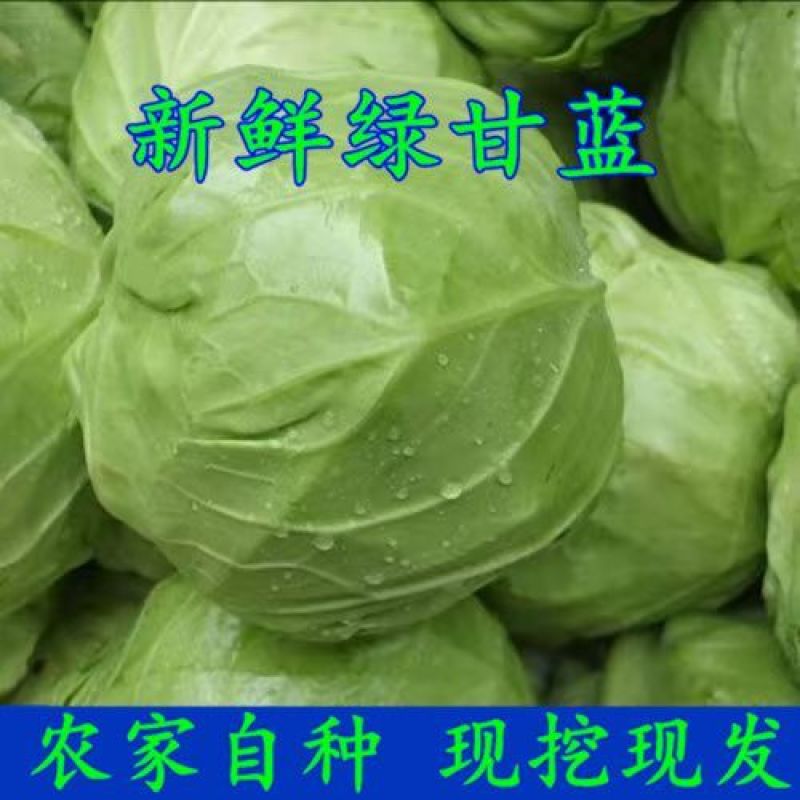 河北洋白菜中甘甘蓝，诚信经营，保质保量，一手货源，量大