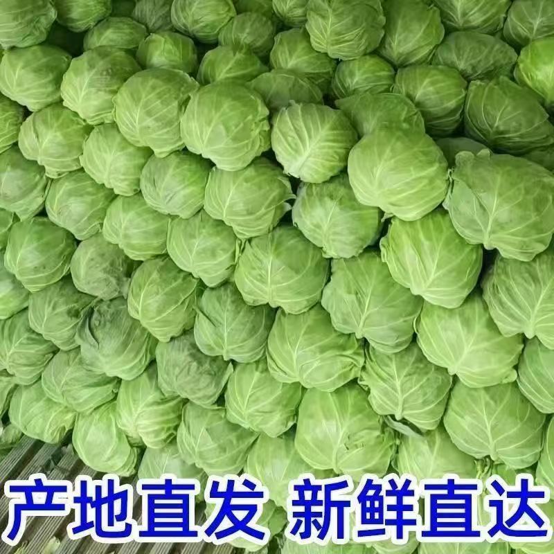 河北洋白菜中甘甘蓝，诚信经营，保质保量，一手货源，量大