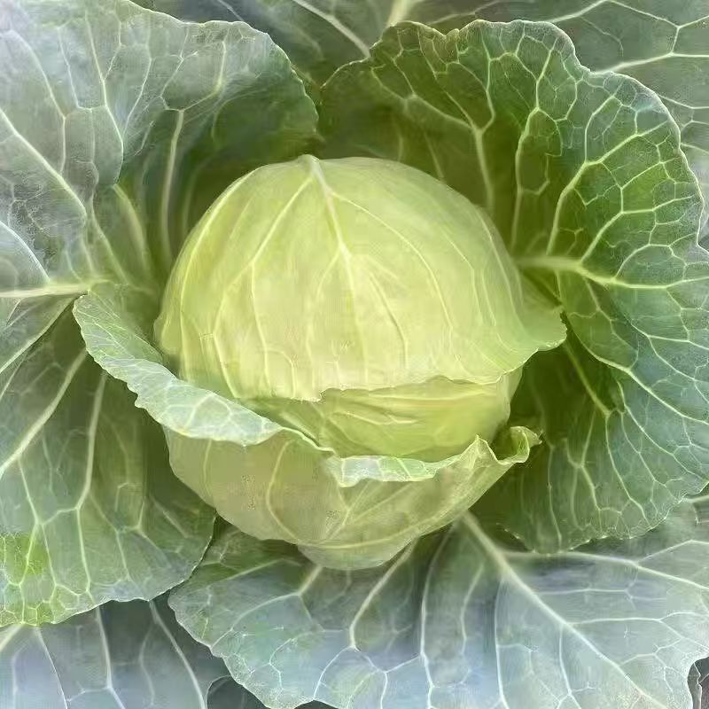 河北洋白菜中甘甘蓝，诚信经营，保质保量，一手货源，量大