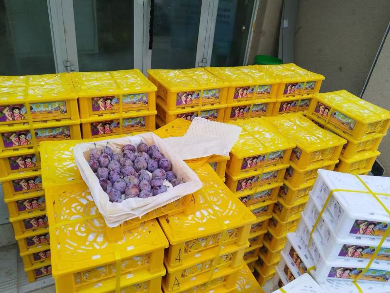 来自西域沃土的馈赠，超长日照+昼夜温差，法兰西西梅
