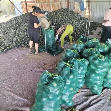 产地直发各种贝贝南瓜板栗南瓜贵族南瓜银栗