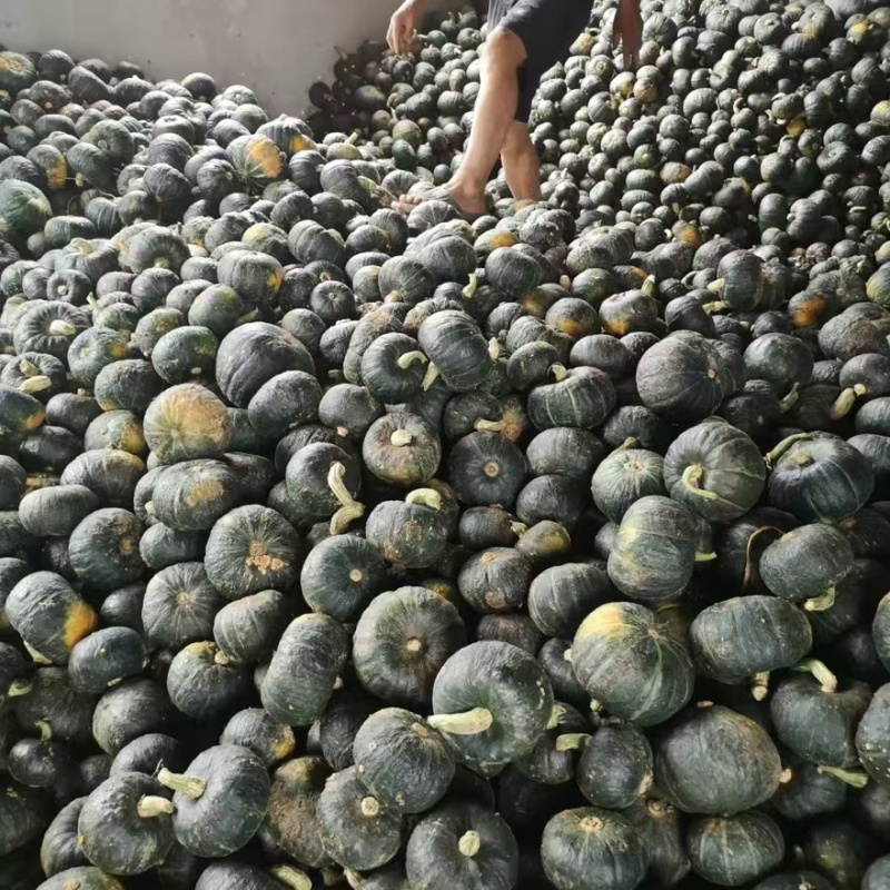 产地直发各种贝贝南瓜板栗南瓜贵族南瓜银栗