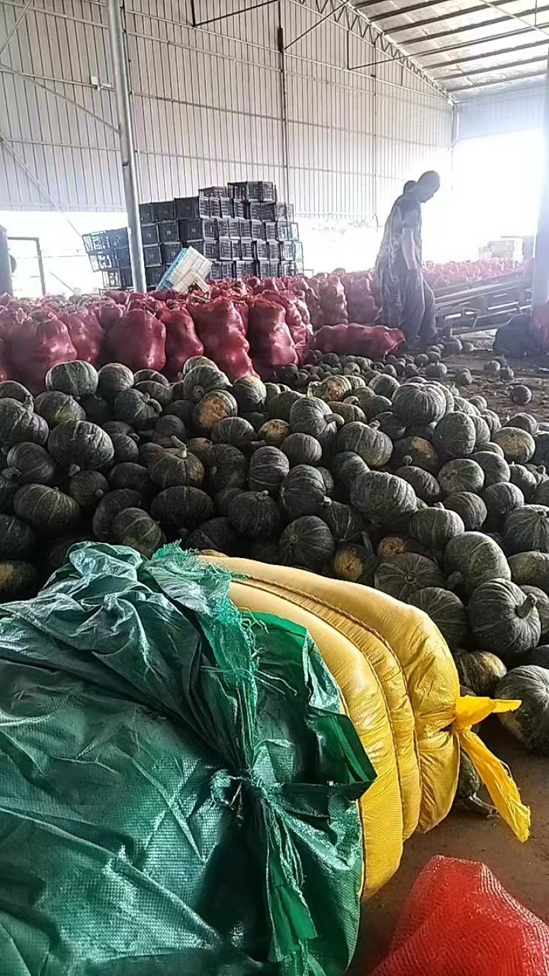 产地直发各种贝贝南瓜板栗南瓜贵族南瓜银栗