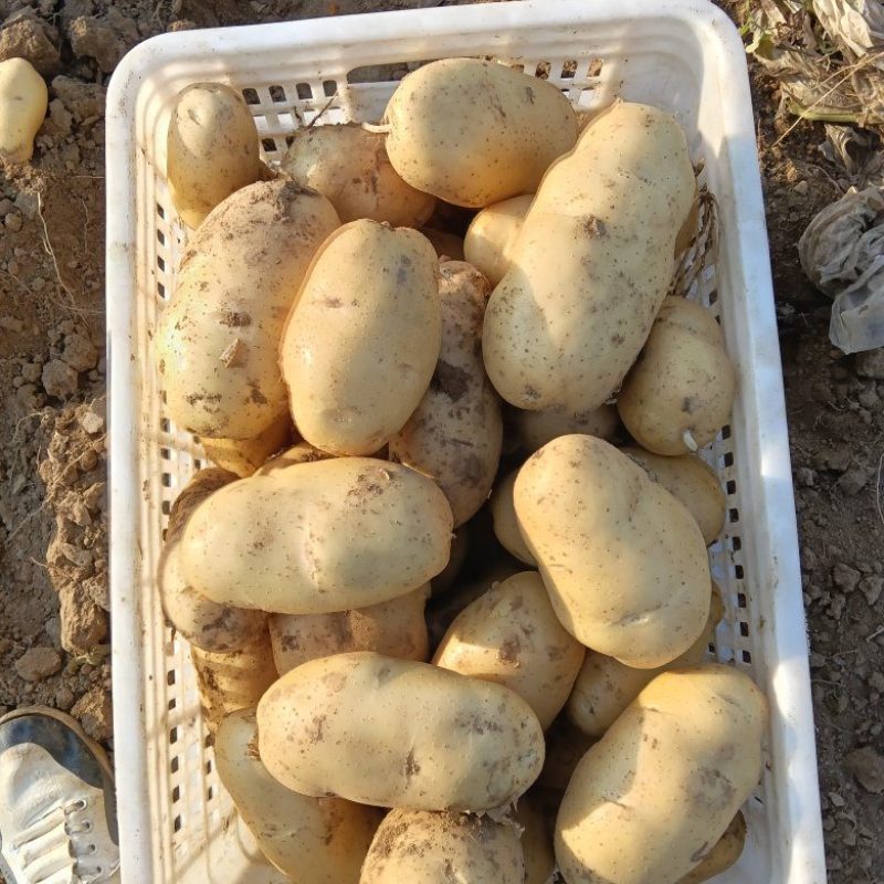土豆