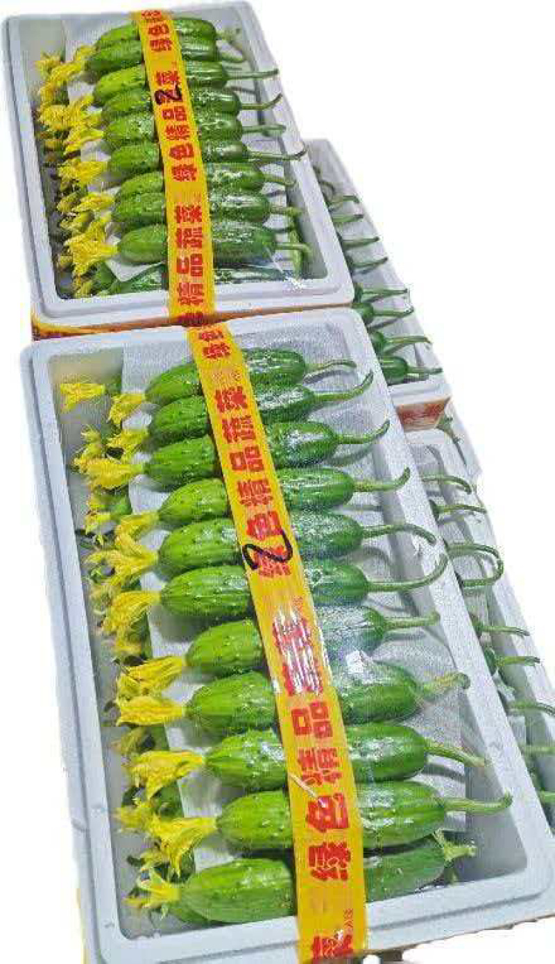 精品旱黄瓜产地直发，一手货源，量大质优，价格透明