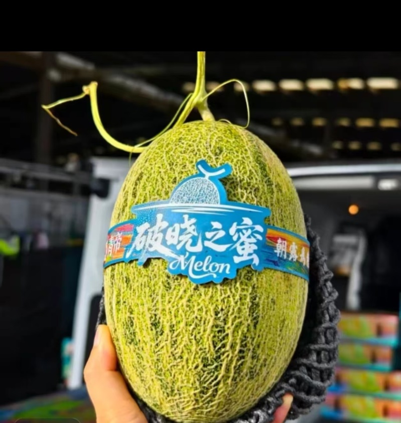 青蛙王子，倾城蜜瓜，橄榄蜜，可对接各大高端批发市场，商超