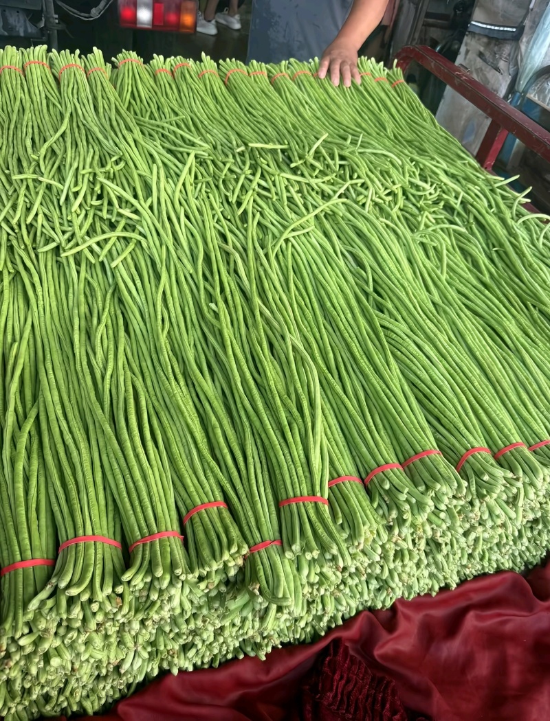 青条豆角新鲜上市长豆角河南安阳滑县产地直发精品豆角