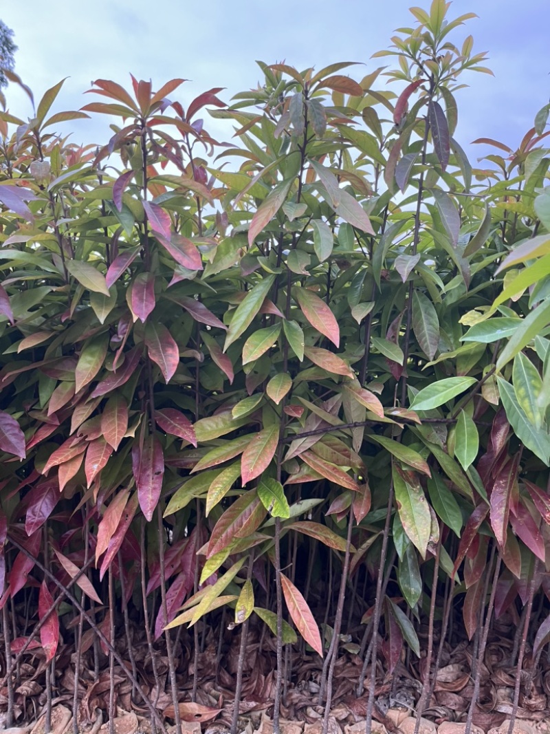木荷荷树苗荷木小苗木荷袋苗木荷批发
