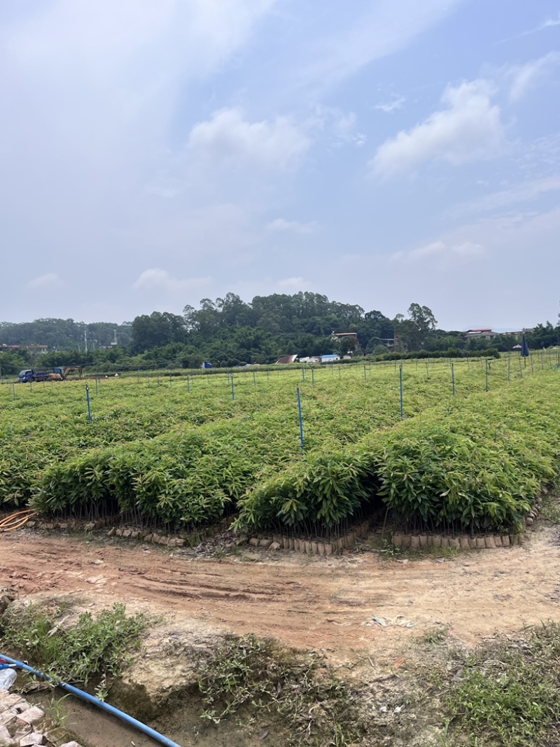 木荷荷树苗荷木小苗木荷袋苗木荷批发