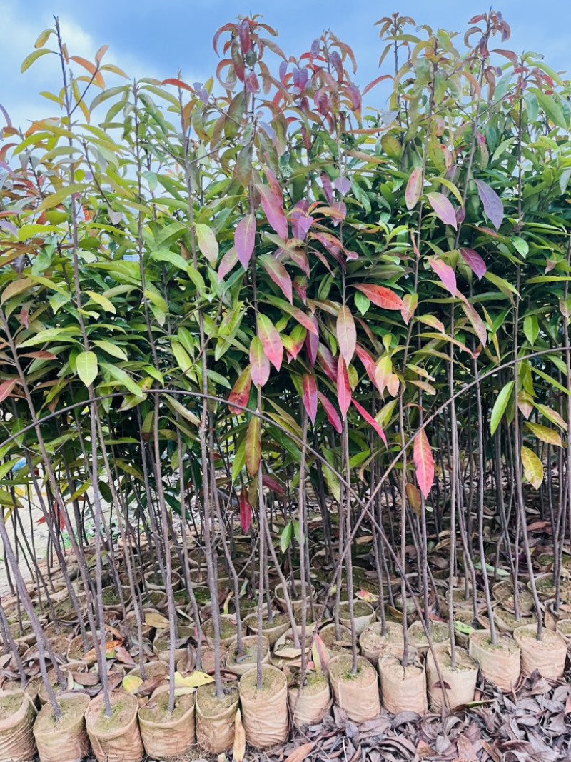 木荷荷树苗荷木小苗木荷袋苗木荷批发